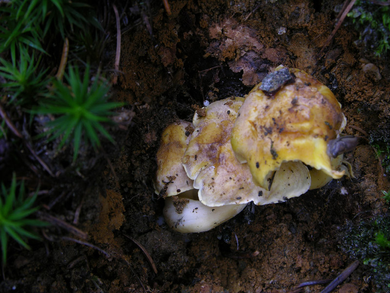 Boletus si Boletus no....